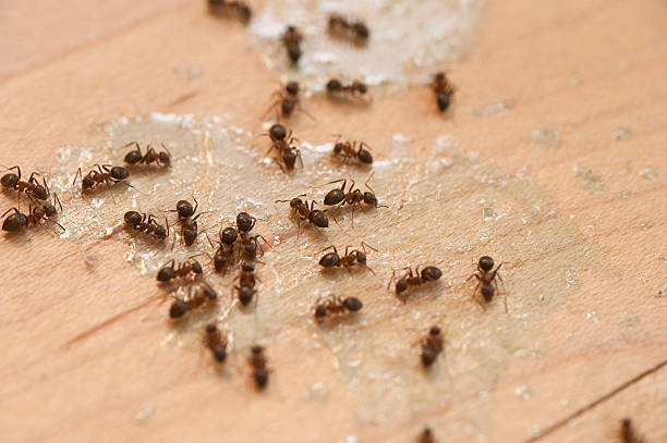Best Flea Control Services  in Alexandria, MN