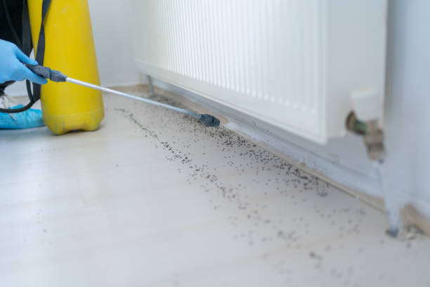 Best Termite Control Services  in Alexandria, MN